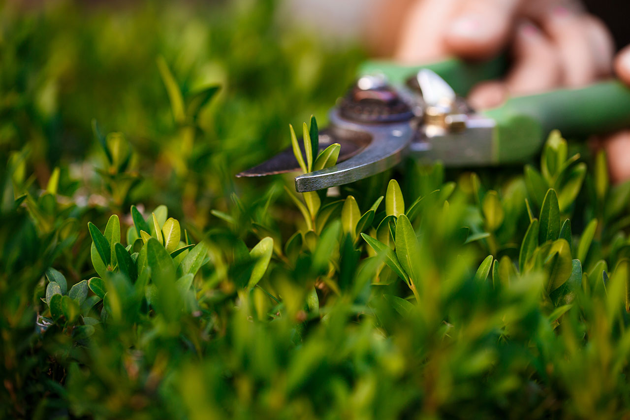 Calgary Spring Lawn Care